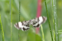 Trichodezia albovittata