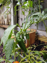 Capsicum annuum annuum