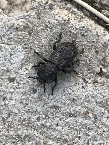 photo of Diabolical Ironclad Beetle (Phloeodes diabolicus)