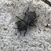 photo of Diabolical Ironclad Beetle (Phloeodes diabolicus)