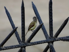 Camptostoma obsoletum