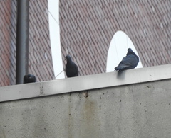 Columba livia domestica