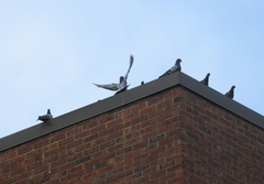 Columba livia domestica