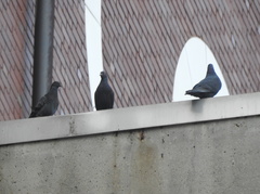 Columba livia domestica