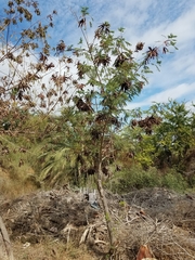 Leucaena leucocephala