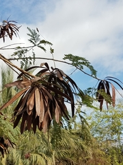 Leucaena leucocephala