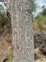 Leucaena leucocephala