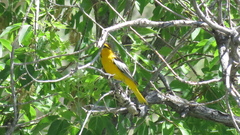 Icterus bullockii × galbula