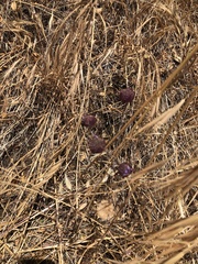 Sanicula bipinnatifida