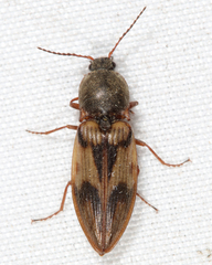 Stropenron hieroglyphica