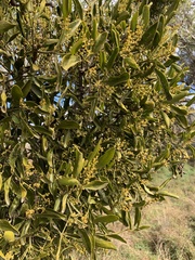 Notothixos cornifolius