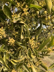 Notothixos cornifolius