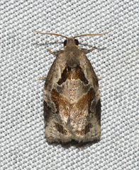 Archips grisea