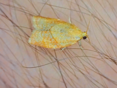 Clepsis consimilana