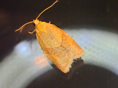 Clepsis consimilana
