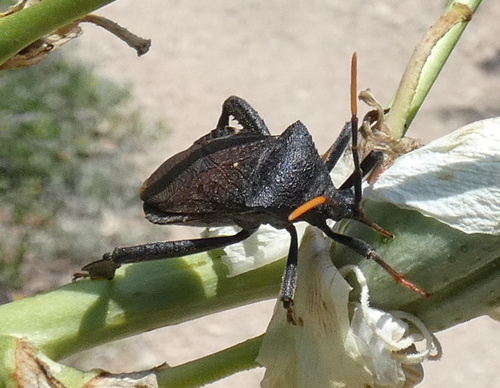 Acanthocephala terminalis photo 5