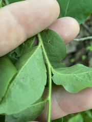 Vaccinium hirsutum