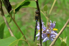 Rhionaeschna jalapensis