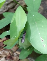 Lepidoptera