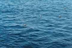 Chroicocephalus ridibundus