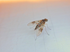 Chrysopilus quadratus