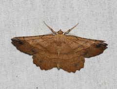 Euchlaena johnsonaria