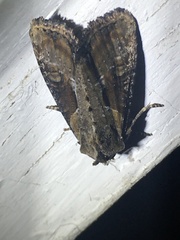 Lateroligia ophiogramma