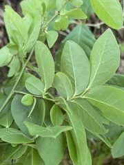 Vaccinium hirsutum