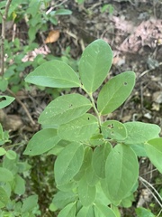 Vaccinium hirsutum