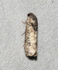 Epiblema obfuscana