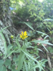 Coreopsis delphiniifolia