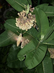 Hyles lineata