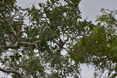 Myiagra caledonica caledonica