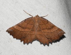 Euchlaena johnsonaria