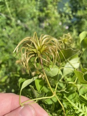 Clematis vinacea