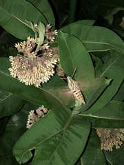 Hyles lineata