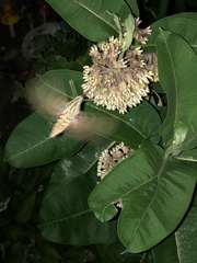 Hyles lineata