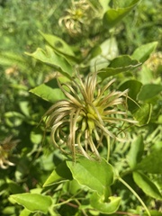 Clematis vinacea