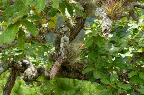 Tillandsia magnusiana image