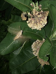 Hyles lineata