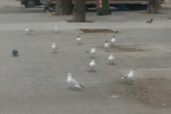 Chroicocephalus ridibundus