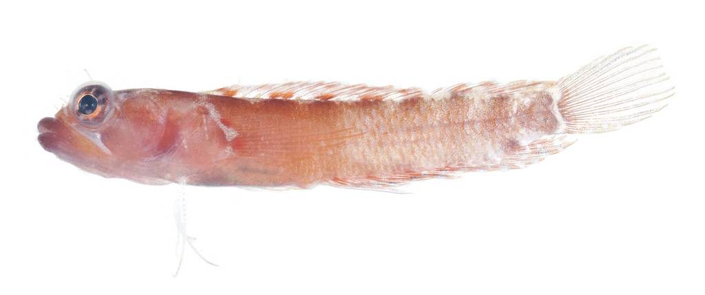 Dwarf Blenny
