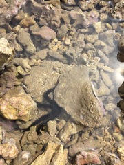 Ophiacanthida