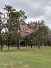 Tabebuia rosea