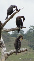 Nannopterum brasilianum mexicanum