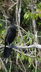 Nannopterum brasilianum mexicanum