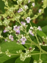 Vitex negundo