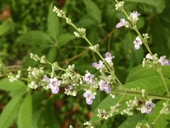 Vitex negundo