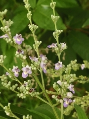 Vitex negundo