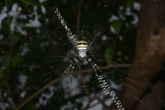 Argiope caledonia